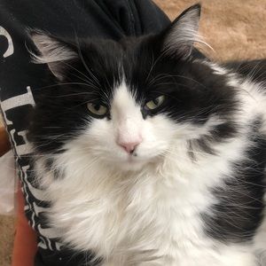 Meet your Posher, Annie